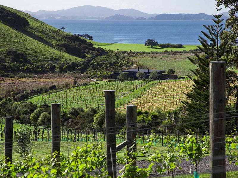Wine Folly – New Zealand Chardonnay – Jewel of the South Pacific